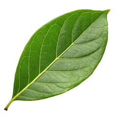 Green leaf isolated on transparent background