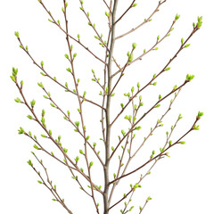 Young tree branch with buds isolated on transparent background
