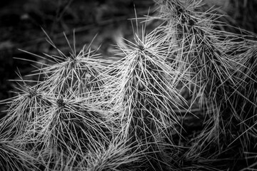 Close up of cactus
