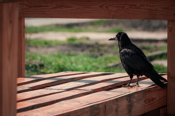 Solitary Crow on a Wooden Bench