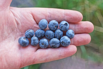 a bunch of fresh ripe blue berries lie on the palm of a hand on a summer street