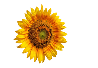A vibrant sunflower, showcasing detailed petals and a central disk, is set against a striking black background.