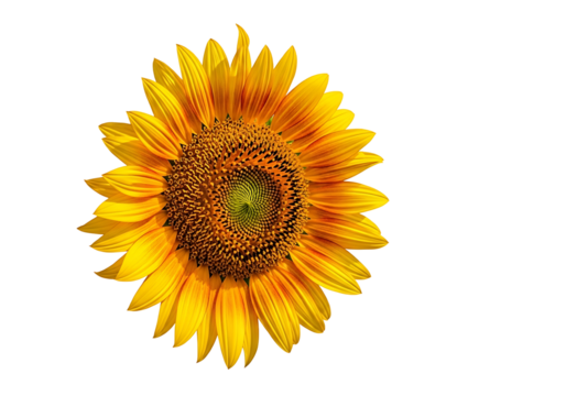 A vibrant sunflower, showcasing detailed petals and a central disk, is set against a striking black background.