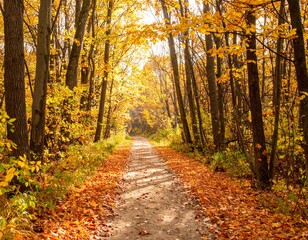 Obraz premium A path in the woods covered with colorful fall leaves. Trees. Autumn. 