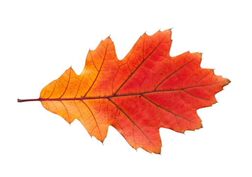 A detailed close-up of a vibrant autumnal oak leaf, showcasing its intricate vein structure and fiery orange-red hues against a stark black background.