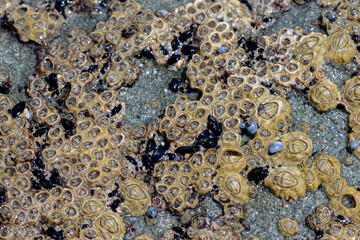 Cluster of Barnacles Attached to Coastal Rock
