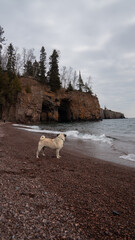 Two Pugs on Rocky Beach with Frozen Cliffs, Minnesota North Shore