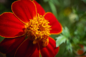 Beautiful macro shot of a single vibrant red marigold flower and a bud in a summer garden. Concept of growth, new life, and nature's beauty. With copy space