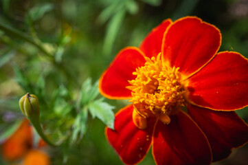 Beautiful macro shot of a single vibrant red marigold flower and a bud in a summer garden. Concept of growth, new life, and nature's beauty. With copy space