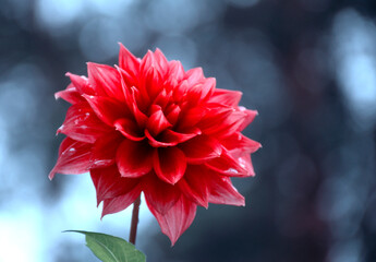 large bud of perennial ornamental flower red dahlia, symbolize valor, courage, power
