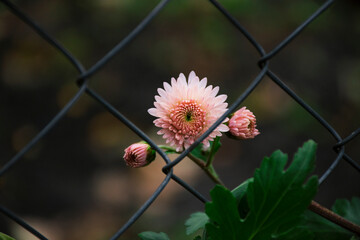 delicate flower grows behind the fence, concept of thirst for freedom.