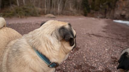 Obraz premium Two Pugs on Rocky Beach with Frozen Cliffs, Minnesota North Shore
