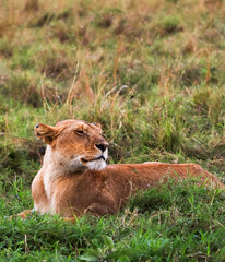 Lioness resting in the rain in african savanna