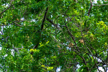 green leaves in the sun