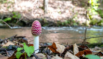 Red and white mushroom in forest setting with creek and autumn leaves