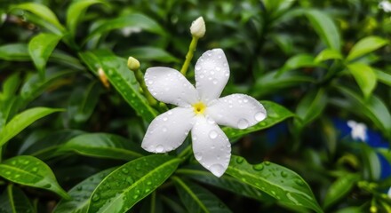 Delicate white star shaped flower blooms amidst lush green foliage