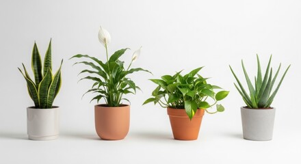 Fototapeta premium Four diverse potted houseplants arranged against a clean white background
