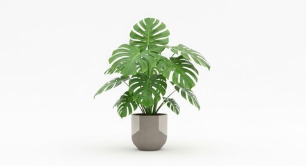 Fototapeta premium Large monstera deliciosa plant in a modern grey pot isolated on white
