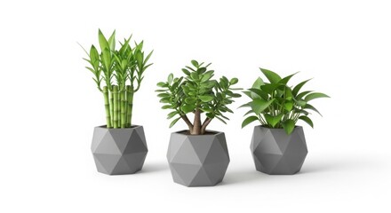 Obraz premium Three lush green houseplants in modern geometric gray pots on white background