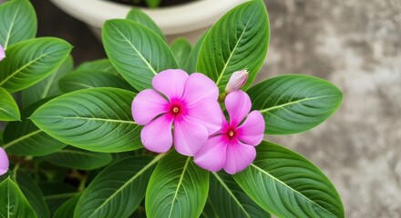 Vibrant pink vinca flowers bloom in lush green foliage outdoors