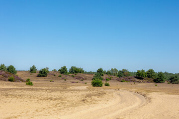Obraz premium Summer landscape, Desert area with slope hilly, forest and the heide, Nature reserve in Radio Kootwijk, Veluwe, Hoog Buurlo is a hamlet in the Dutch municipality of Apeldoorn, Gelderland, Netherlands.