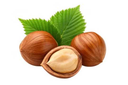Three hazelnuts with green leaves isolated on transparent background