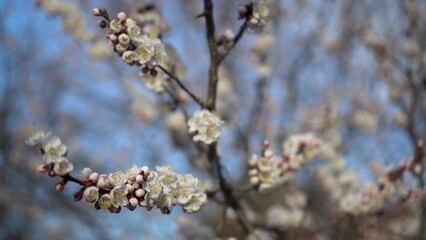 Flowering apple twig - macro shot of delicate spring blossoms