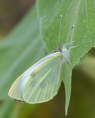 Cabbage or small white butterfly. Nice camouflage.