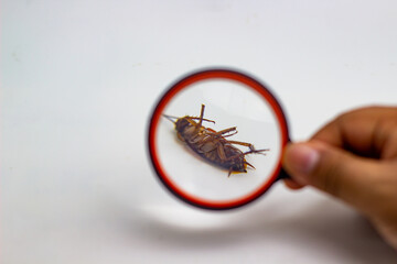 Dead Cockroach Under Magnifying Glass Pest Control Inspection
