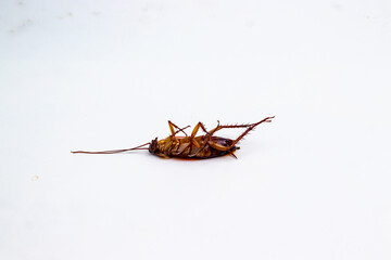 Dead Cockroach Upside Down Isolated on Clean White Background