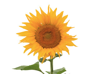 Bright yellow sunflower isolated on transparent background