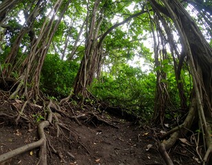 Lush, tangled jungle roots and canopy
