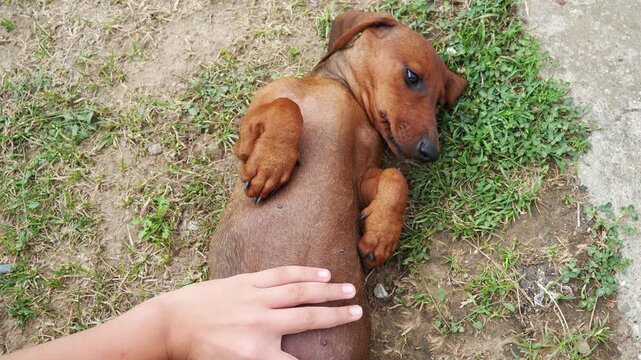 A playful dachshund lies on its back in a lush green garden, soaking up the sun and eagerly receiving belly rubs. Its cheerful demeanor radiates warmth and happiness as it enjoys this delightful momen
