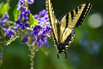 Beautiful bright yellow and black stripe  Swallowtail butterfly close up wings up on purple flowers