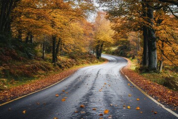 Obraz premium Autumn forest road with fallen leaves