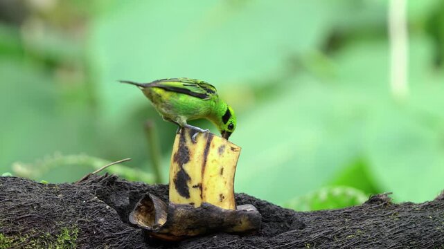 Emerald Tanager Eating Fruit on Branch in Tropical Forest