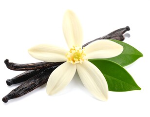 Vanilla flower and pods on white background