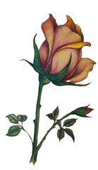 Red and yellow rose illustration drawn with colored pencils.