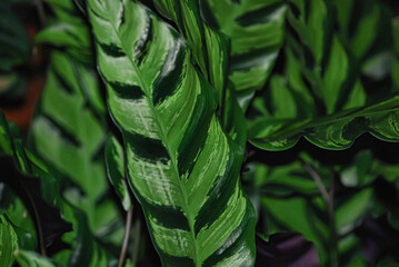 close-up of bright green leaves of an ornamental plant with a characteristic pattern.  