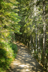 Obraz premium Outdoor Path