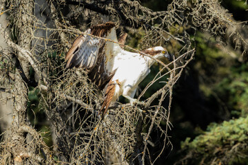 Osprey sea hawk
