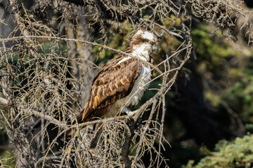 Osprey sea hawk