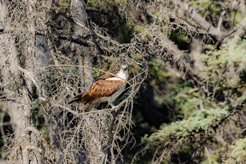 Osprey sea hawk
