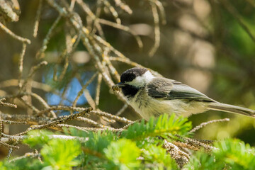 bird eating closeup