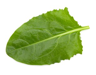 Obraz premium Fresh spinach leaf, close-up