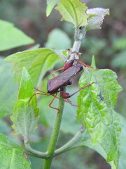 A leaf-footed bug with its distinct leaf-like hind legs, elongated body, and striking appearance, often found resting on plants as it feeds on sap in nature