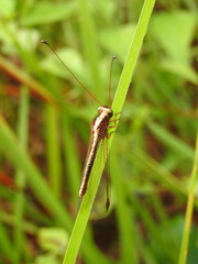 Owlfly is an insect with large, bulging eyes and delicate wings, resembling a mix of dragonfly and butterfly, often active at dusk and skilled in aerial hunting