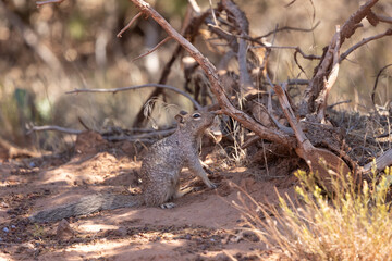 A Ground Squirrel rubs against and sniffs at a branch on a dead tree, checking the scent and leaving its own scent for others in a shady patch on a sunny summer day in the desert of Southern Utah USA.