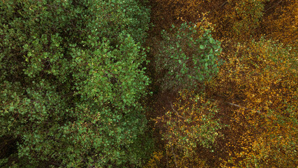 Aerial View of Lithuanian Forest with Green and Autumnal Trees