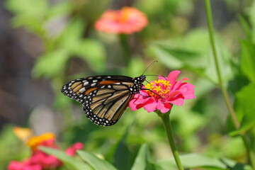 Monarch yellow and orange with white spots butterfly pollinating on pink Zinnia